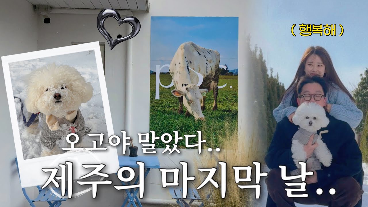 Jeju vlog ep.3 강아지 동반 4박5일 제주도 여행 마지막 │애견동반 카페, 맛집, 소품샵  