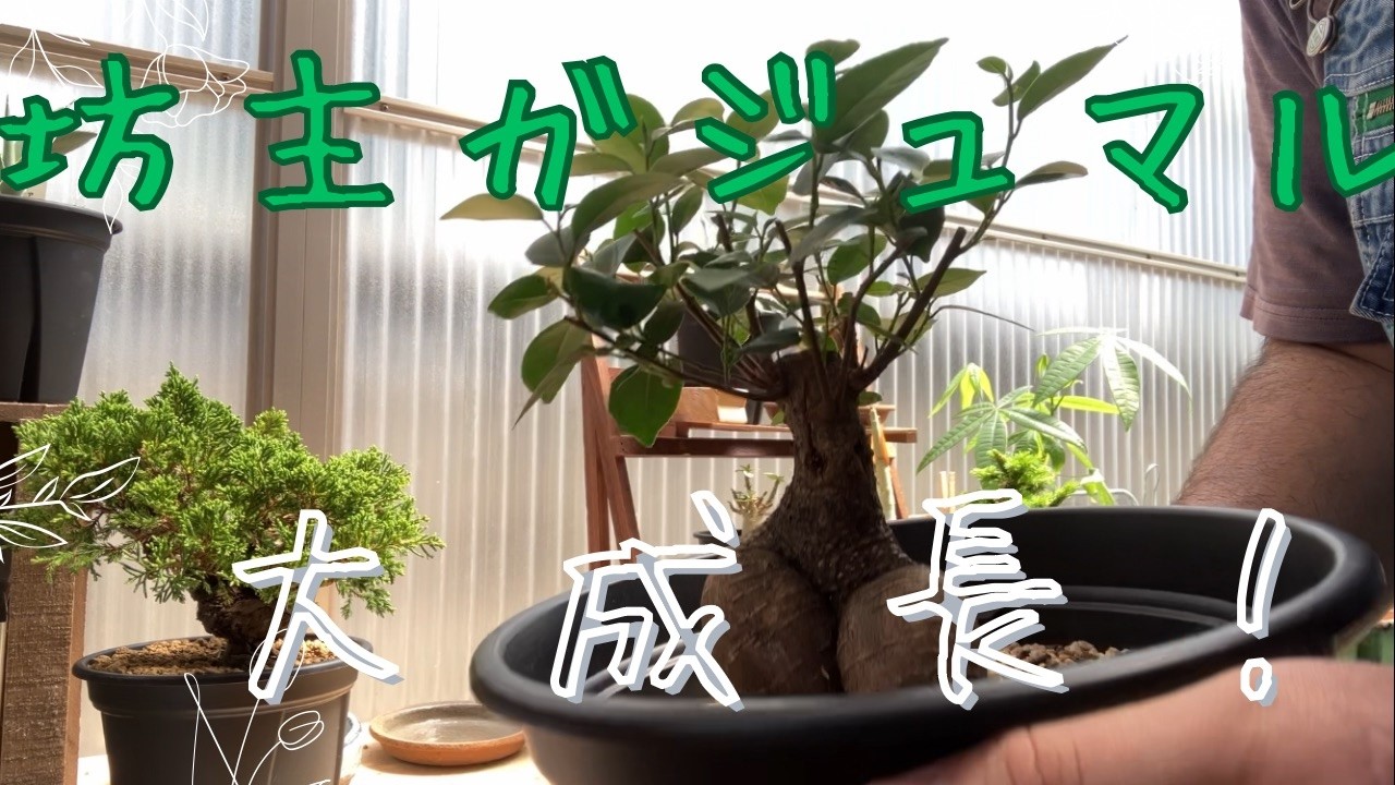 坊主にしたガジュマルが大成長？見て - YouTube