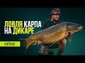 Ловля карпа на диком водоеме. Карпфишинг на дикаре.