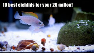 The BEST and Smallest Cichlids for Your 20 Gallon!