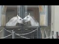 Vienna, Austria. Horses kiss. Вена, Австрия. Лошади целуются.