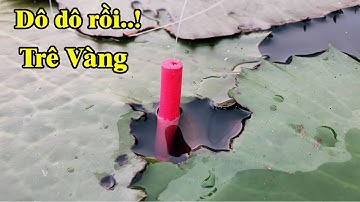 Câu cá trê vàng bãi súng hoang nó nằm dưới lá súng bỏ xuống là rút liền | THÚ VUI MIỀN TÂY.Tập 369