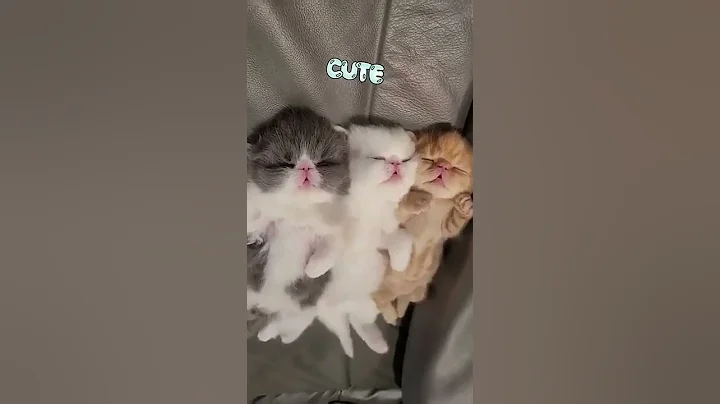 Watch the video about So cute cat baby video #shorts #viral