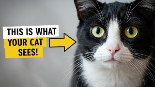 How Cats See Humans – Jaw Dropping Secrets Every Pet Parent Must Know