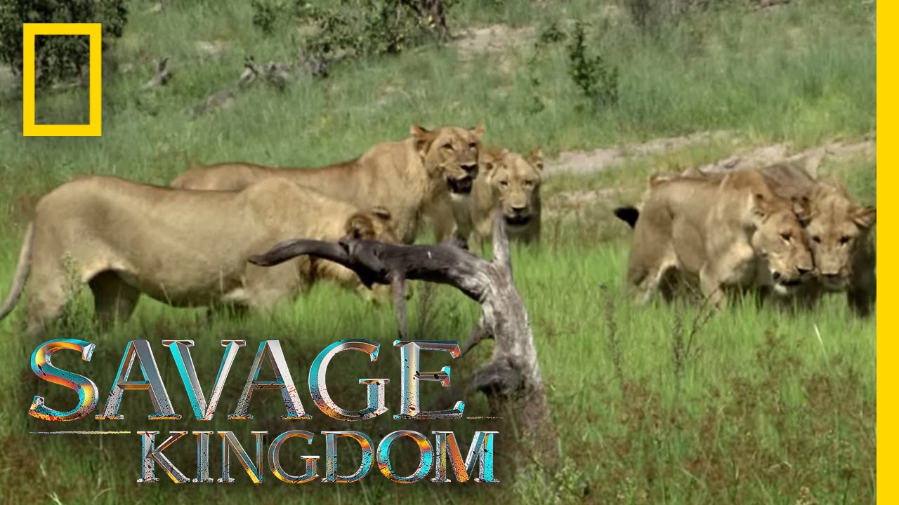 The Story of One Lion Pride The Story of One Lion Pride