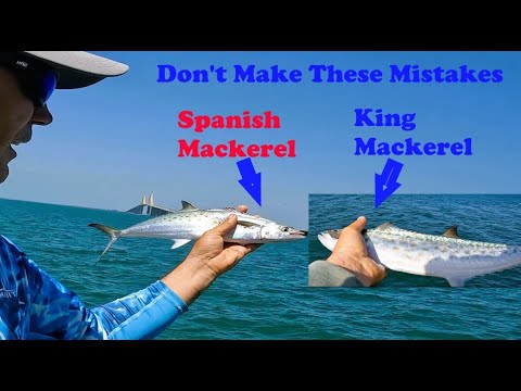 Skyway Fishing Pier: Don't Make These Mistakes 