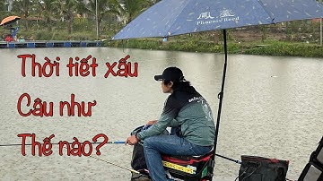 CÂU CÁ RÔ PHI HỒ DỊCH VỤ - HỒ CÂU ĐỨC TRẦN NGÀY MƯA GIÓ