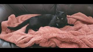 Soft Meows with Elvis screenshot 5