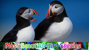 Interesting facts Puffin Birds | The Secret Lives Of Puffins (Wildlife Documentary) Scoop of the Day