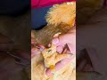 Oddly Satisfying Shed Removal #shedding #satisfying #chicken