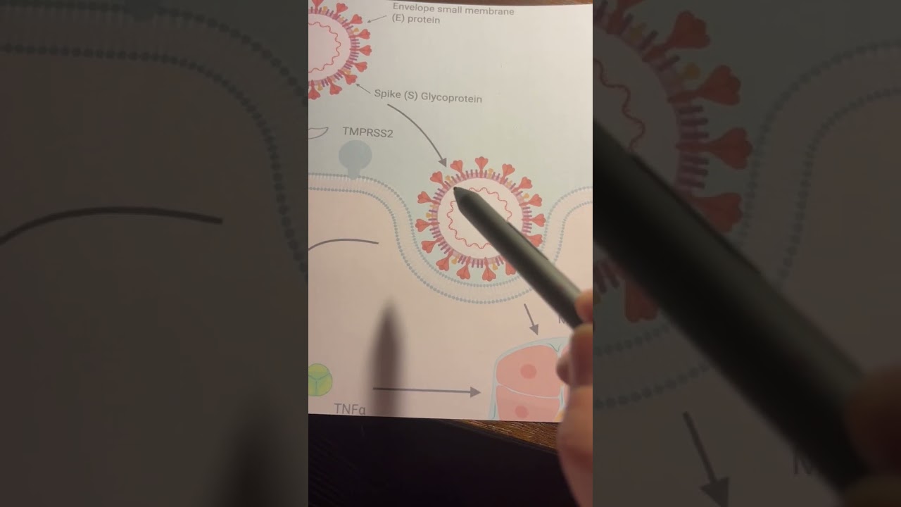 spike protein and ace2 receptor