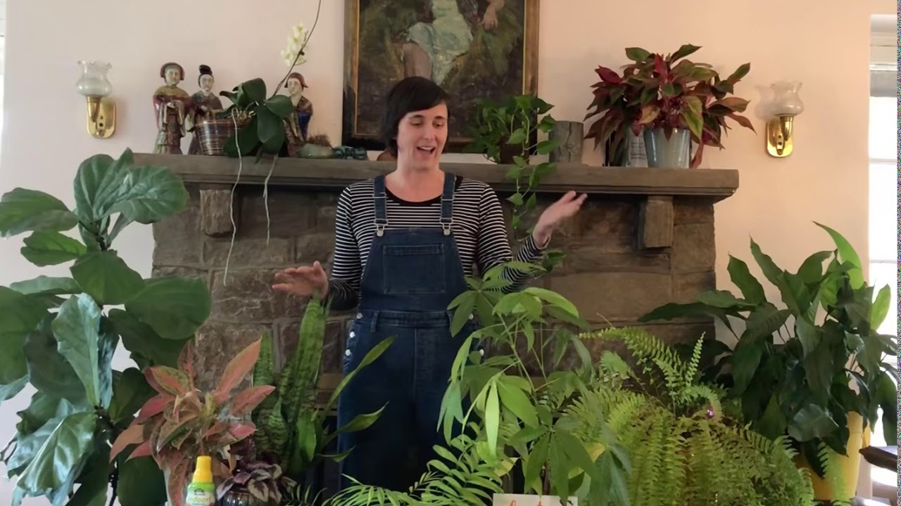 National houseplant appreciation day YouTube