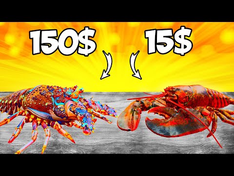 جراد البحر مقابل شائك جراد البحر ما هو أكثر لذيذ