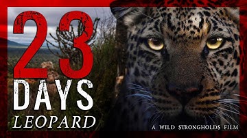 Leopard - 23 Days - A Wild Strongholds Film - 4K #23days #wildstrongholds #africanhunting