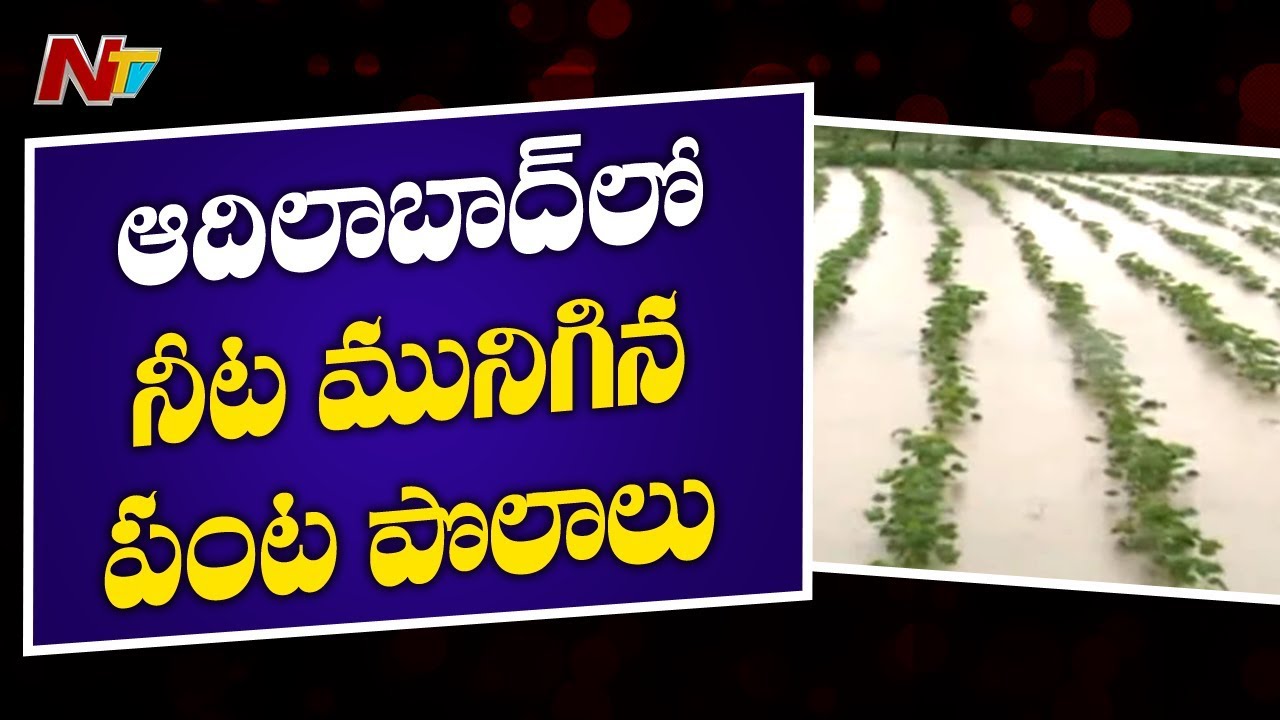 Heavy Rains Damaged Crops in Adilabad | Farmers Incurring Losses | NTV ...