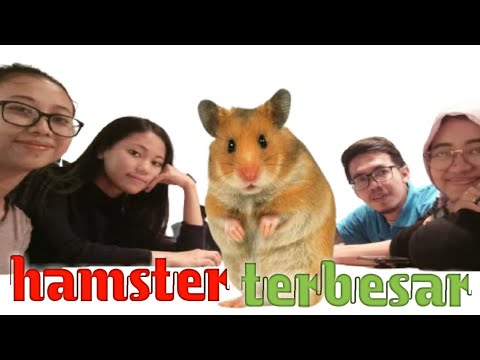 Video: Gangguan Pembiakan, Kemandulan Pada Hamster