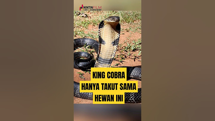 Garangan tidak takut sama King Cobra dan Singa