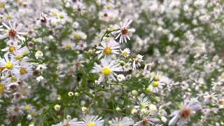 Asters in the garden for Autumn interest