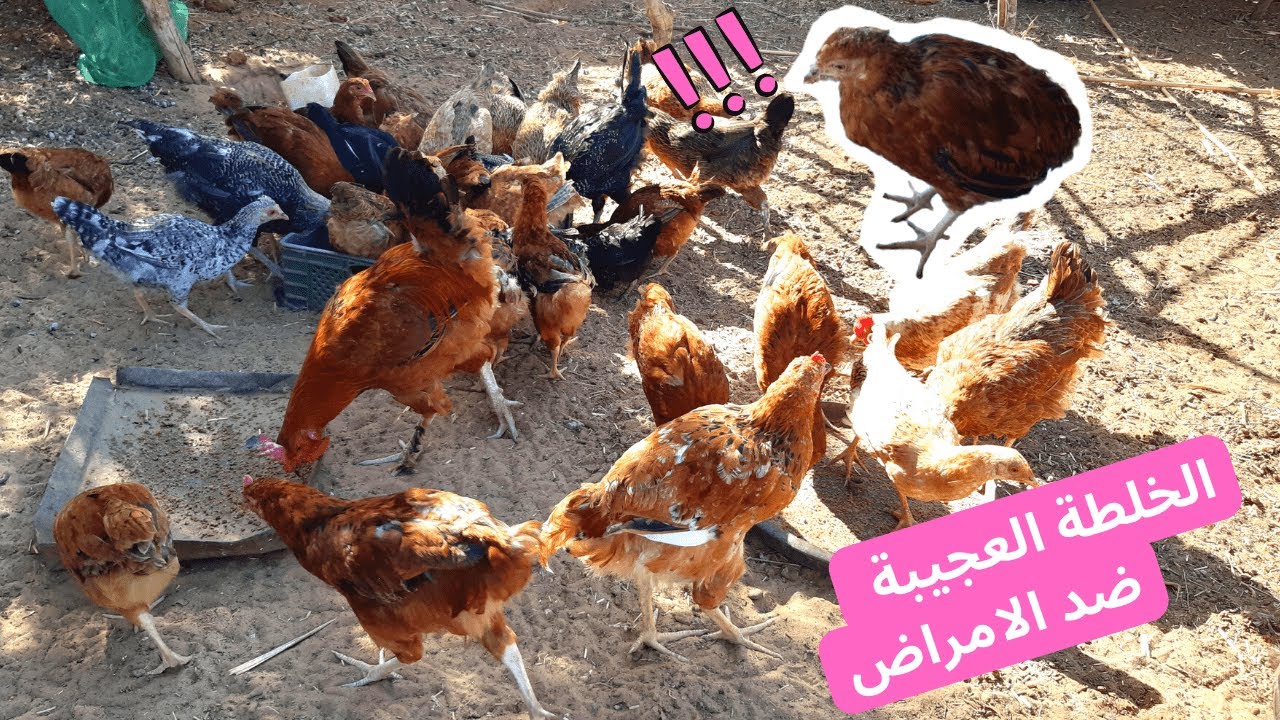 الدجاج البلدي ديال مريم لقاتو مريض شوفو كيفاش غدي تعالجو بهاد الخلطة الطبيعية المجربة تابعوا