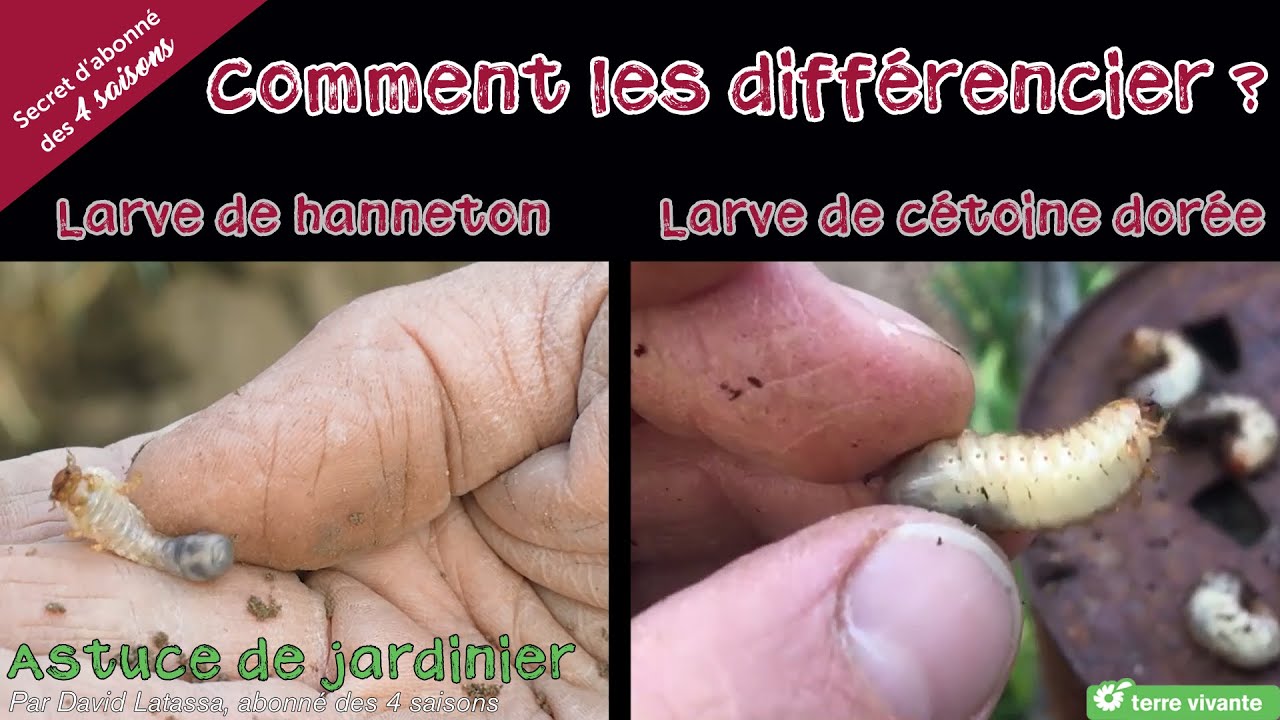 Diffrencier une larve de ctoine de la larve du hanneton ver blanc   Astuce de jardinier