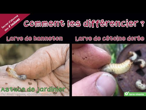 Vidéo: Qu'est-ce qu'un vers de terre ? Que faire contre les vers blancs dans le compost ?