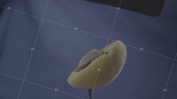 Apricot rotating with loop on blue screen for chroma key