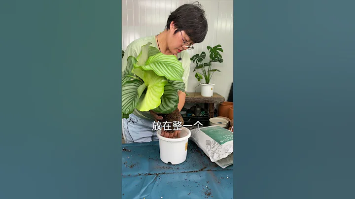 室内绿植青苹果，好养又有高级感 - 天天要闻