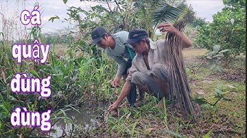 Cắm Câu Cá Lóc Dưới Con Rạch , Cá Lóc Cá Trê Quậy Đùng Đùng # SĂN BẮT ĐỒNG THÁP #