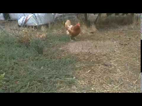 Video: ¿Las gallinas comen ratones?