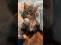 Cat With Human-level Understanding
