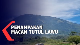 Penampakan Macan Tutul Lawu