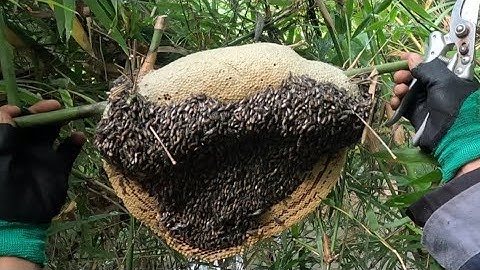 bắt ong ruồi gặp tổ ong khủng tháng 12/Catching bees and encountering giant beehives in December