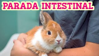 ¿Cómo identificar una parada intestinal? | CONEJO by Vida de un conejo 1,802 views 6 months ago 7 minutes, 49 seconds