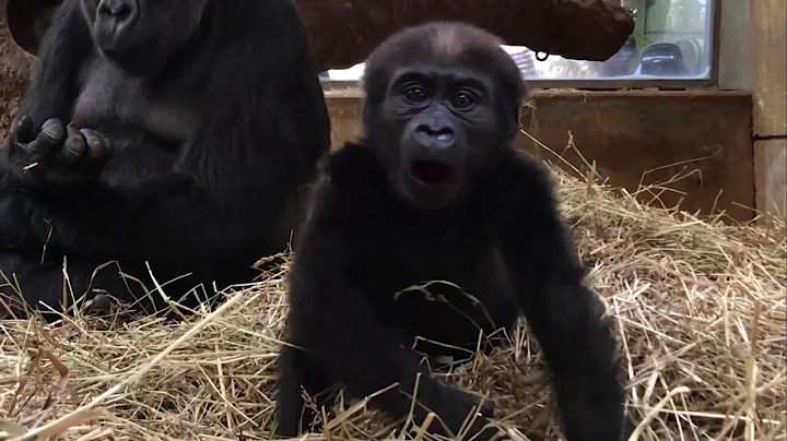 #GorillaStory: Happy First Birthday, Moke! - DayDayNews