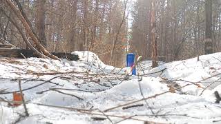 NATURAL SOUNDS IN THE WINTER FOREST WITH REDBULL