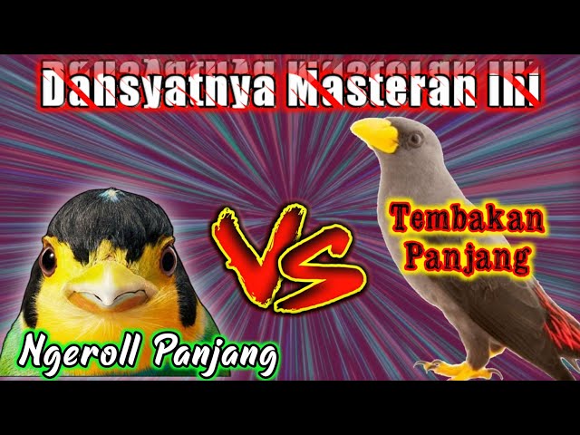 MASTERAN BURUNG || kombinasi ngerol nembak,kenari jalak rio rio class=