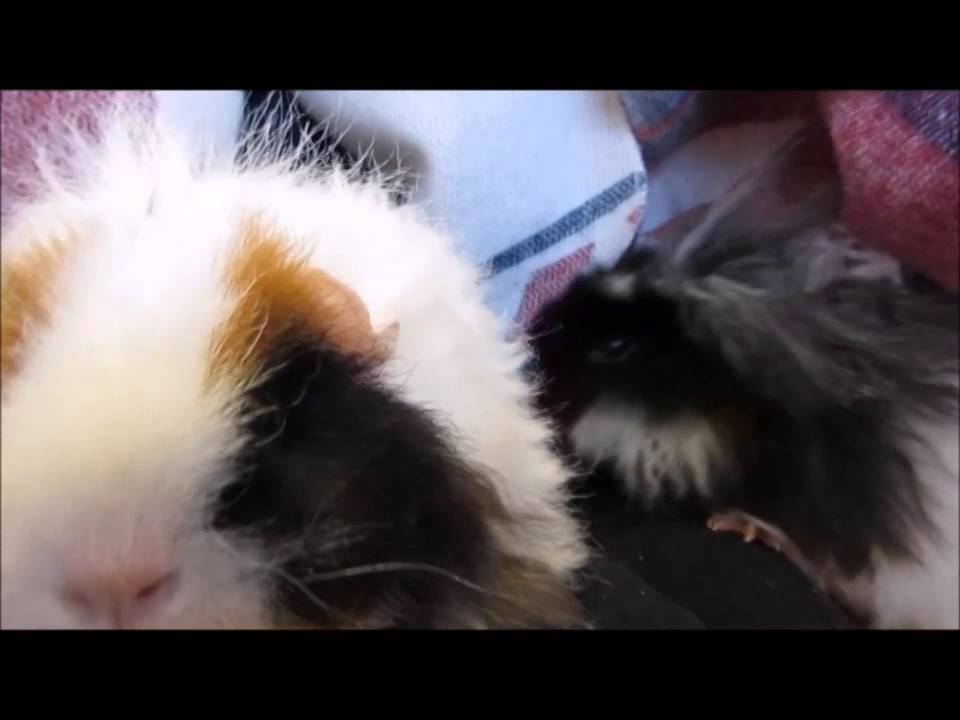 guinea pig house Guinea Pig Antics and Distractions