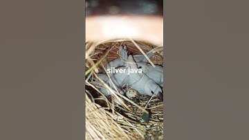 silver java chiks growing well