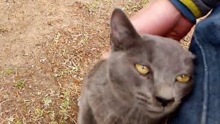 公園で出会った子猫の鼻ドリル攻撃が強すぎる