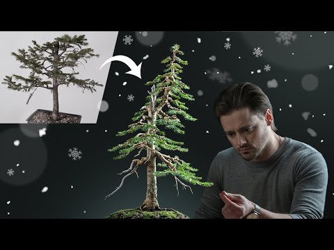 Making A Christmas Tree Bonsai