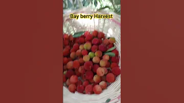 Bay Berry Harvest Feedshorts Gardening Panenbuah 