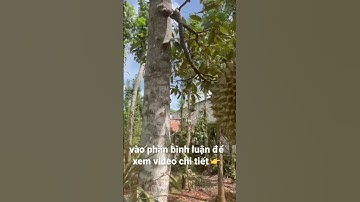 lâm cảnh nợ nần anh tiến đành giảm giá bán rẻ mảnh vườn ba mẹ để lại ở châu đức bà rịa vũng tàu