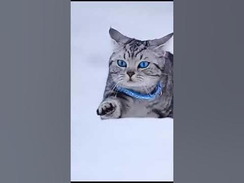 БЕГУЩИЙ КОТ - YouTube