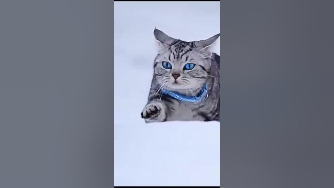 БЕГУЩИЙ КОТ - YouTube