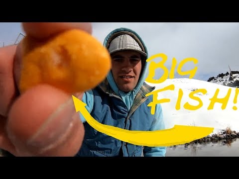 10-pound-goldfish-|-catch-and-cook-|-fishing-funny-videos-2020
