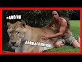 El FELINO más GRANDE del MUNDO. El ligre 🐅