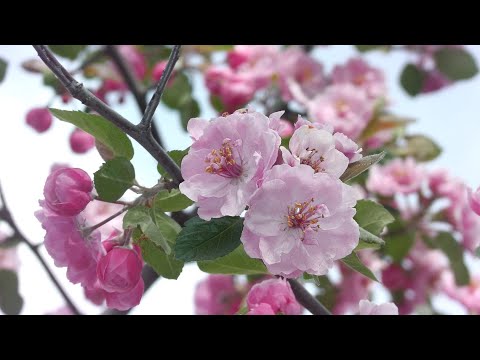 Video: Zašto Drveće Jabuka, Krušaka, Trešanja I šljiva Ne Rađa Svake Godine