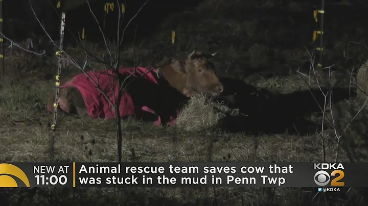 Animal Rescue Team Saves Cow Stuck In Mud