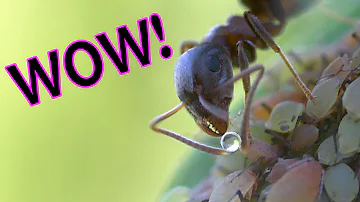 Was machen die Ameisen mit den Läusen?