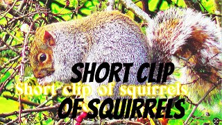 19 May 2024short clip of SQUIRRELS FROM 2015